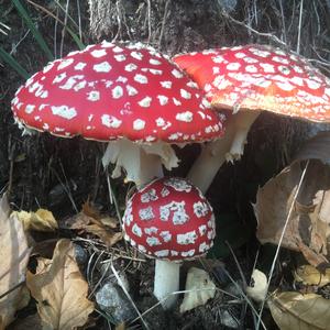 Fly Agaric