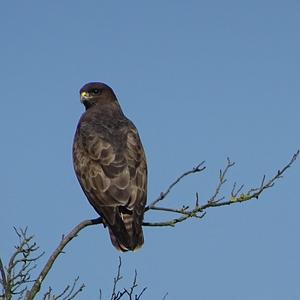 Mäusebussard