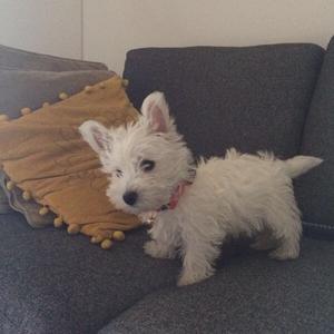 West Highland White Terrier