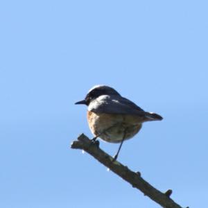 Common Redstart