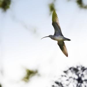 Eurasian Curlew