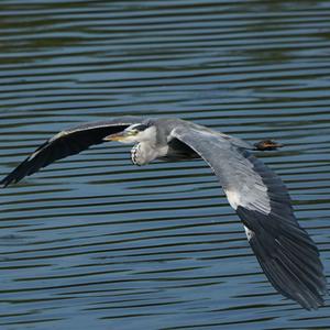 Grey Heron