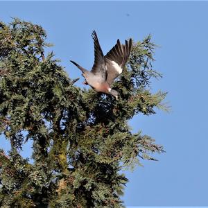 Common Wood-pigeon