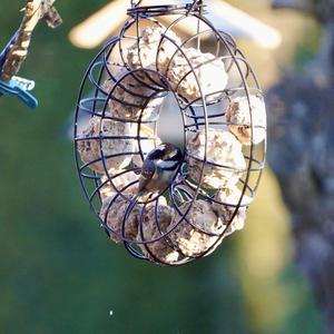 Coal Tit