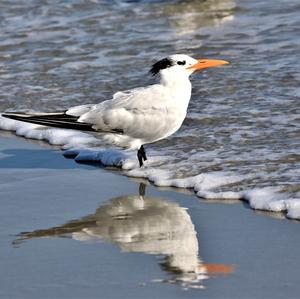 Royal Tern