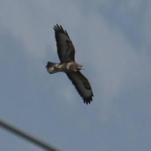 Common Buzzard