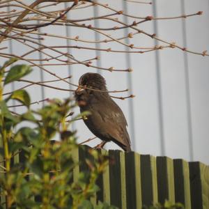 Eurasian Blackbird