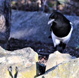 Black-billed Magpie