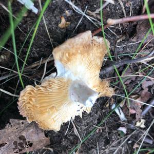 Broad-gilled Agaric