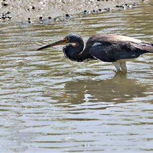 Tricoloured Heron