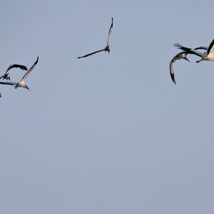 Wood Stork