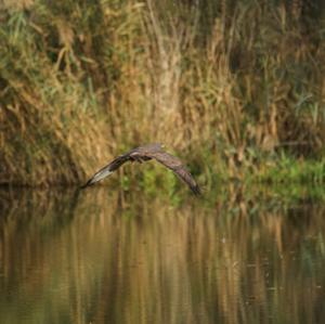 Common Buzzard