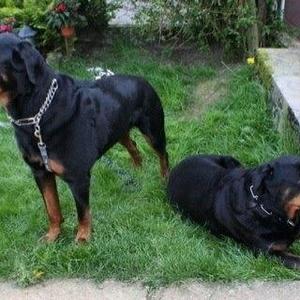 Rottweiler