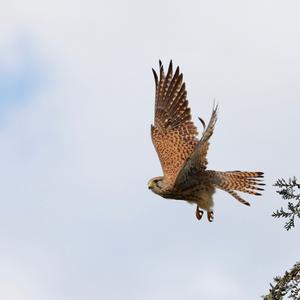 Common Kestrel