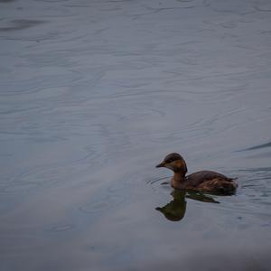 Little Grebe