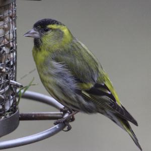 Eurasian Siskin