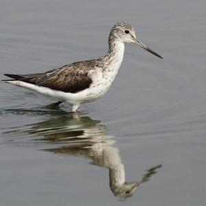 Common Greenshank