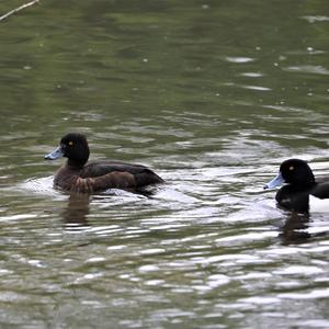 Tufted Duck