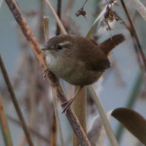 Winter Wren