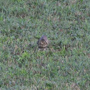 Mistle Thrush