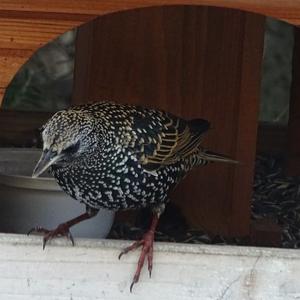 Common Starling