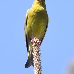 European Greenfinch