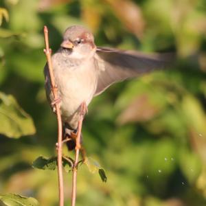 House Sparrow