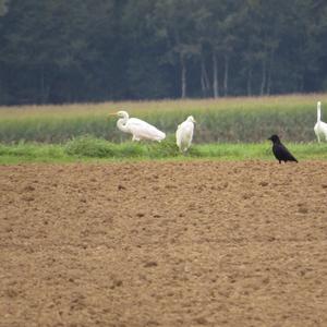 Great Egret