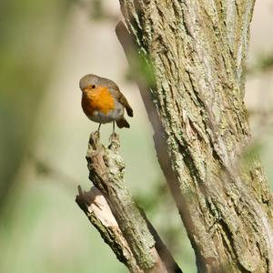 European Robin