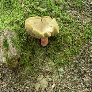 Lurid Bolete