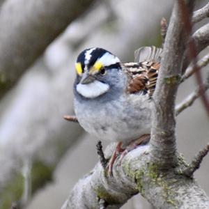 White-throated Sparrow