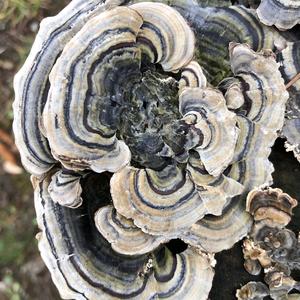 Turkey-tail