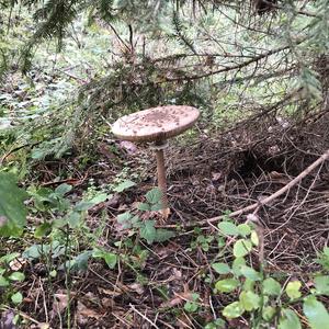 Parasol Mushroom