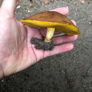 Dotted-stalk Bolete