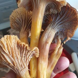 Trumpet Chanterelle