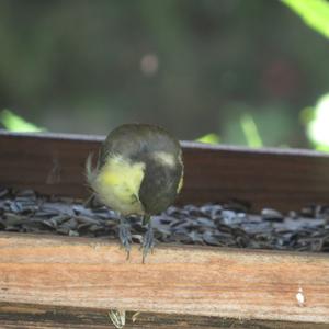 Great Tit