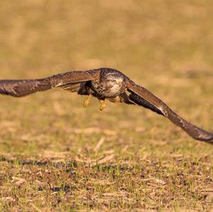 Mäusebussard