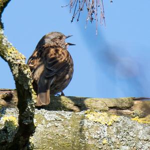 Hedge Accentor