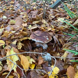 King Bolete