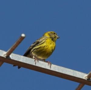 European Serin