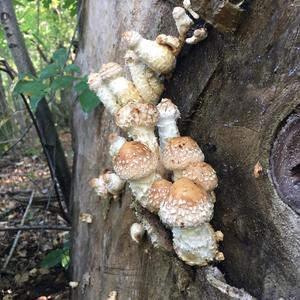 Destructive Pholiota