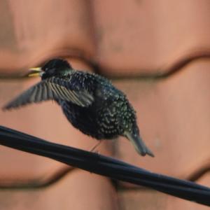 Common Starling