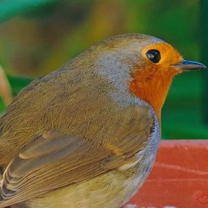 European Robin