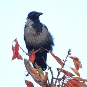 Hooded Crow