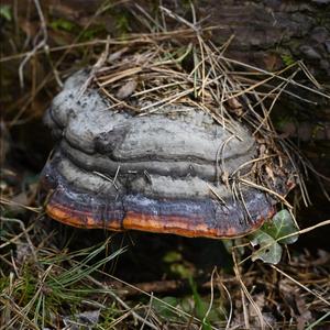 Red-belted Polypore