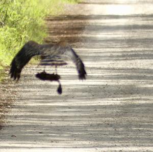 Rotschulterbussard