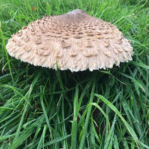 Parasol Mushroom