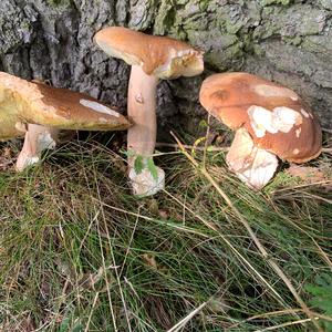 Bay Bolete