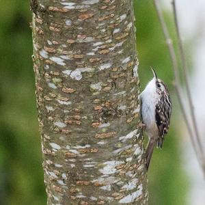 Short-toed Treecreeper