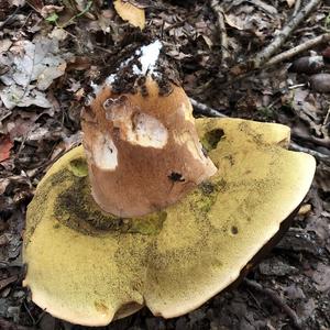 Summer Bolete